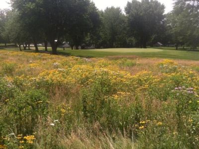 Course Pic Of Summer Flowers
